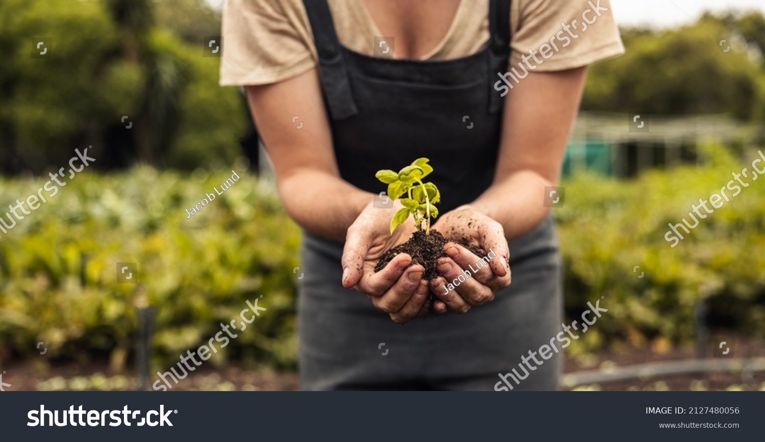 Unrecognizable woman holding a green seedling growing in soil. Anonymous female organic farmer protecting a young plant in her garden. Sustainable female farmer planting a sapling on her farm.