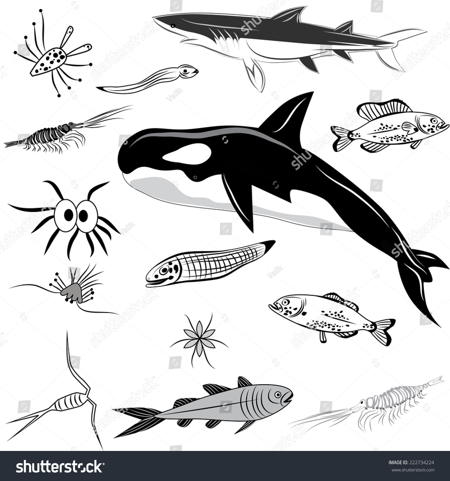 illustration of whale
