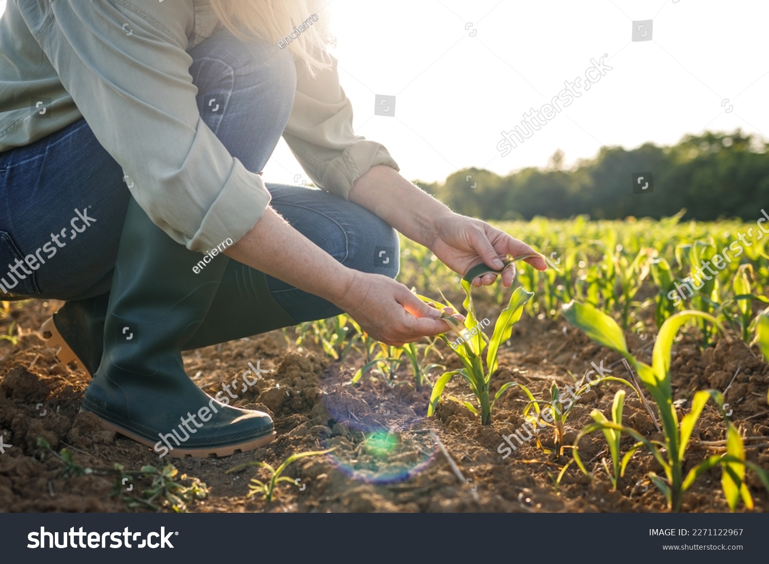 Woman farmer examining corn plant seedling in field. Spring gardening. Agricultural activity