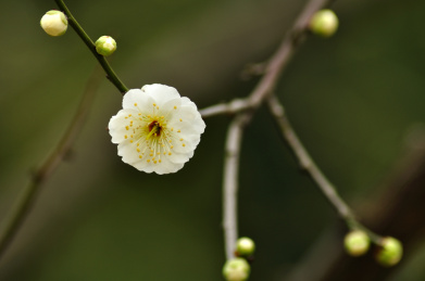 近摄梅花
