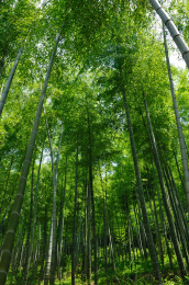 竹林