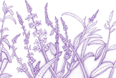 薰衣草  手绘