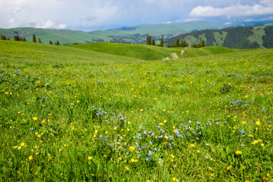 新疆喀拉峻大草原