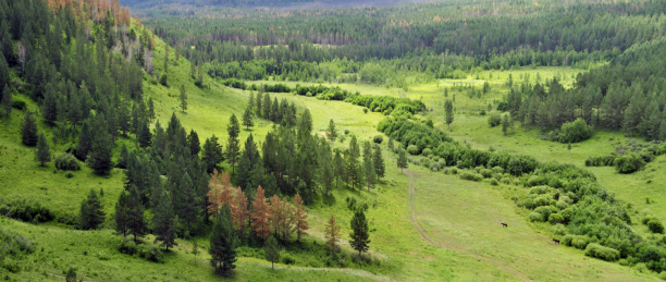 内蒙古 红花尔基 国家  森林公园