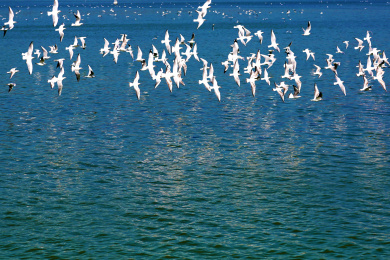亚洲中国云南昆明滇池湖水红嘴鸥海鸥飞鸟