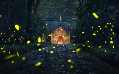萤火虫梦境