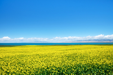 青海湖风光