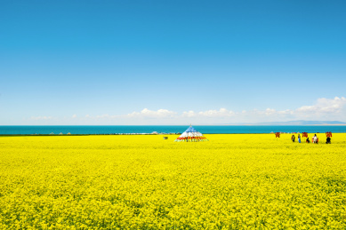 青海湖油菜花