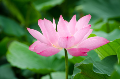 夏季盛开的粉红色的荷花