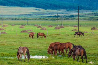 呼伦贝尔牙克石大草原