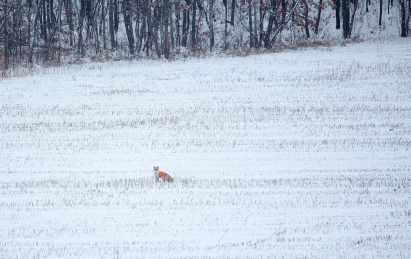 第一场大雪过后穿越山林的狐狸