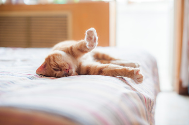 虎斑黄白色成年公猫躺在床上抻懒腰懒洋洋，眼睛眼神看向前方，前肢张开双臂向前伸，清晨中午阳光从窗外照进房间与床上，逆光抓拍