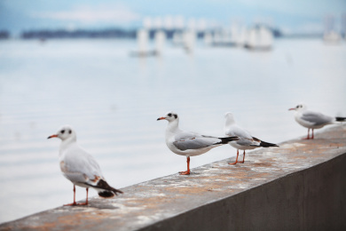 岸边站立着的海鸥