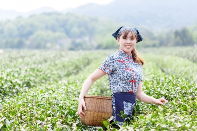 亚洲漂亮的采茶姑娘在种植园