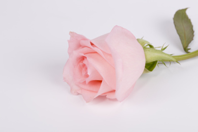 粉色玫瑰花的特写镜头