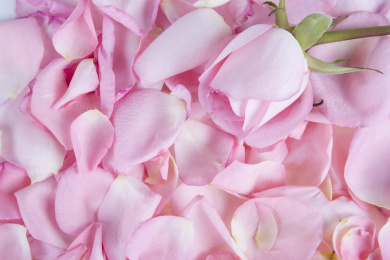 玫瑰花瓣上的玫瑰