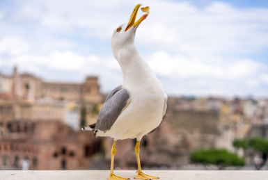住在罗马的海鸥