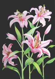 鲜花花朵花卉水彩插画元素