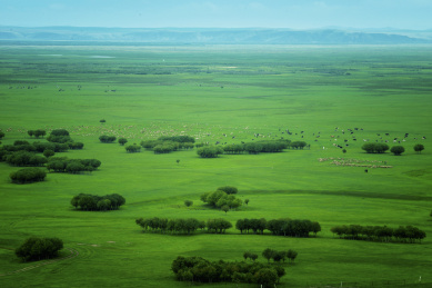 草原上防卫圈中的羊羔
