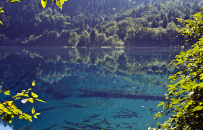 九寨沟 美得震撼人心   金色芦苇海