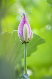 荷花蜻蜓