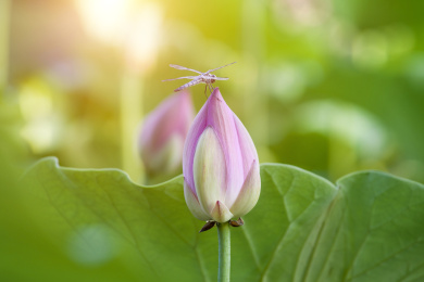 蜻蜓荷花