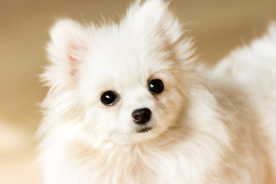 博美 犬 狗 小型犬 宠物