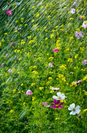 五颜六色的野花由雨滴打