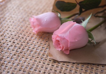 玫瑰花静物特写