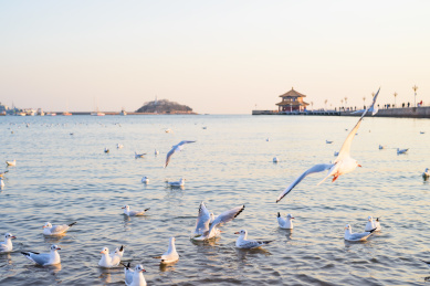 青岛栈桥风光海鸥飞翔