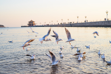 青岛栈桥海鸥飞翔
