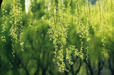 春天的柳树芽