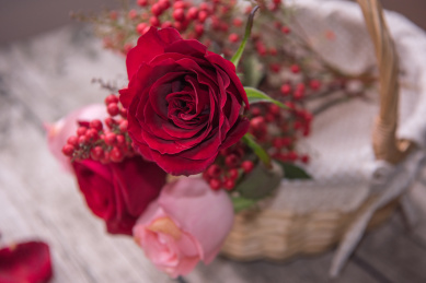 玫瑰花静物特写