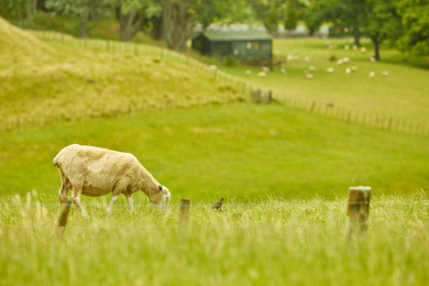 新西兰自然风光风景