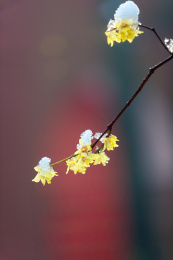 明孝陵腊梅与积雪