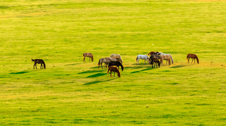 内蒙古呼伦贝尔马群