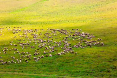 内蒙古草原上的羊群