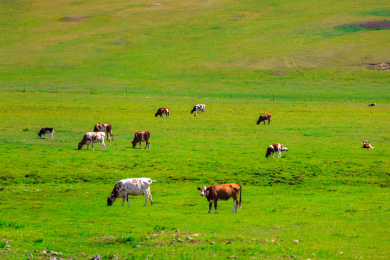 草原上吃草的牛群