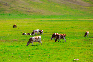 草原上吃草的牛群