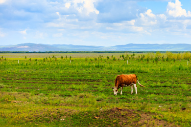 内蒙古草原上的牛群