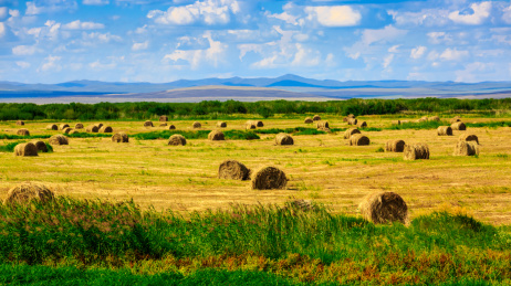 内蒙古草原上的草剁子