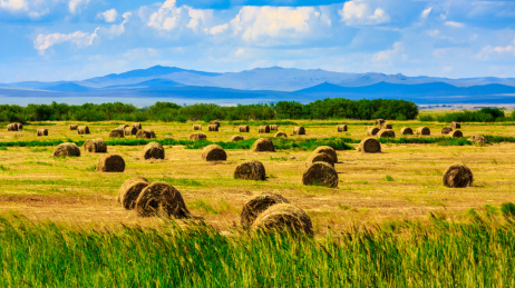 内蒙古草原上的草剁子