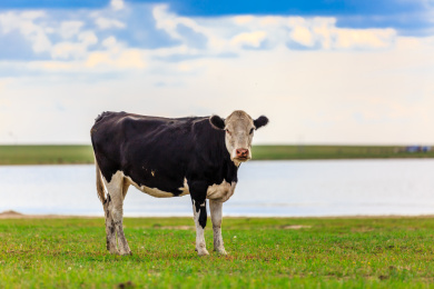 内蒙古草原上的牛群