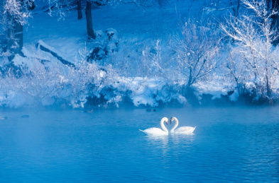 梦幻天鹅湖