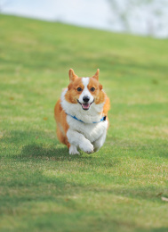 草地上玩耍的柯基小狗