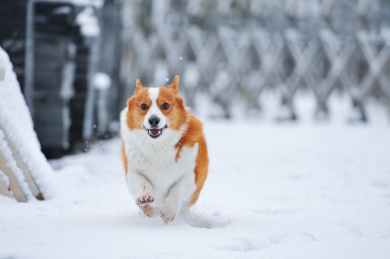 下雪时雪地上玩耍奔跑的柯基小狗