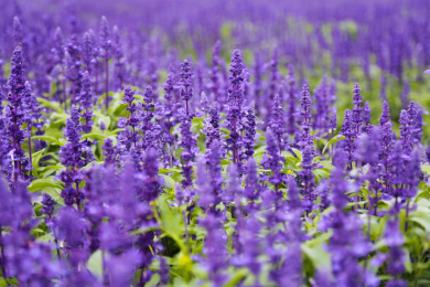 云南大理紫色薰衣草浪漫绽放