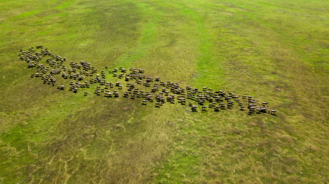 广阔草原上的羊群