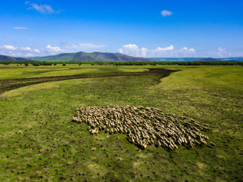 广阔草原上的羊群