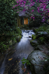 杭州龙井茶风景